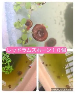 ダイカン☆プロフ読んで下さい☆様 リクエスト 3点 まとめ商品