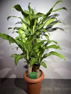 お盆特価！2鉢価格！幸福の木　マッサンゲアナ　苗　苗木　7号鉢　1鉢3株植え お盆特価！2鉢価格！幸福の木 マッサンゲアナ 苗 苗木 7号鉢 1鉢3株