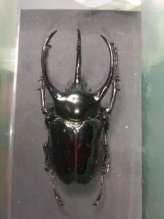 2026年最新】昆虫標本の人気アイテム - メルカリ