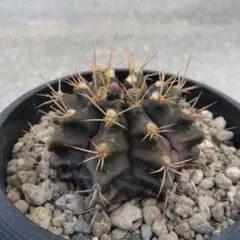 ☆サボテン　ギムノカリキウム　実生のサムネイル