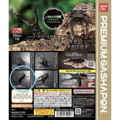 2026年最新】5周年 マンディブラリスフタマタクワガタの人気アイテム