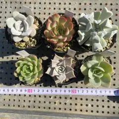 多肉植物　抜き苗　6種セット