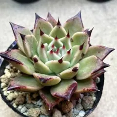 kucoco様 リクエスト 4点 まとめ商品