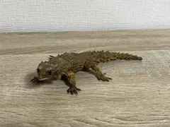 【中古】いきもの大図鑑アドバンス　アルマジロトカゲ(イエロー)