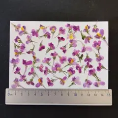 押し花　素材　リナリア(ローズ)(55枚)　②