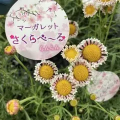 ふーちゃん様 リクエスト 3点 まとめ商品