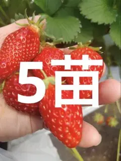 ★断捨離中✩ ★⭐︎レア⭐︎ピンク花　桜色　いちご苗　2苗　メルカリ便 ⭐︎ソラ様専用レア⭐︎ピンク花 桜色 いちご苗 2苗 メルカリ便
