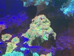 トム様 リクエスト 2点 まとめ商品