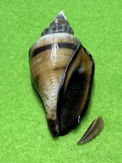 貝殻標本(沖縄の青い海の宝) クモガイ蓋付 - メルカリ
