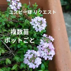 ユズピー様 リクエスト 2点 まとめ商品