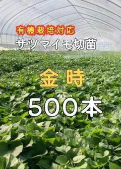 ゆきこまち サツマイモ切苗 500本 - メルカリ