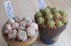 モ*ズ様 35 カット苗セット　多肉植物