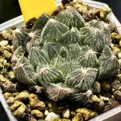 82 ハオルチア 翠雲錦 多肉植物 極上斑 透明窓 斑入り - メルカリ