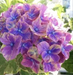 希少　輸入アジサイ　2年生　17 開花中 希少 輸入アジサイ 2年生 17 開花中 | Mercari
