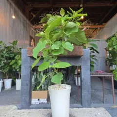 B級品/大型観葉植物】白い幹がおしゃれで魅力♪フィカス