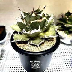 2025年最新】黒犀牛の人気アイテム - メルカリ