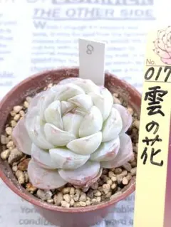 2026年最新】ミックスベリア 円の人気アイテム - メルカリ