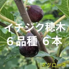 2025年最新】イチジク穂木の人気アイテム - メルカリ