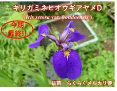 ドリチョス ラブラブ チビ苗 6cmポットごと郵送 15個 - メルカリ
