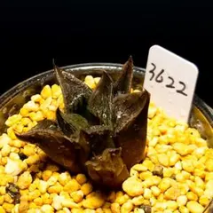 3622 ブラックマジョール多肉植物 ハオルチア アロエのサムネイル