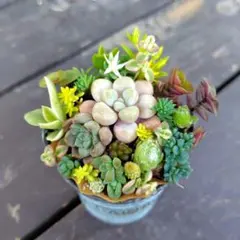 2026年最新】多肉植物 寄せ植え そのまま飾れるの人気アイテム - メルカリ