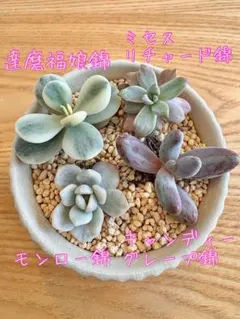 ゴ*～様 錦品種　小苗セット②