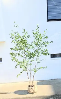 山採り天然 貴重 オオモミジ 本株立ち - メルカリ