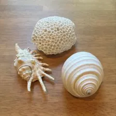 海の贈り物　貝殻、珊瑚の置物セット