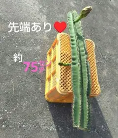 限界値下！極太極上 2本】柱サボテン 鬼面角 ※寝つき！発芽あり（合計
