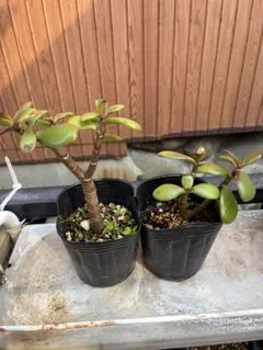 お金の成る木、多肉植物2鉢セットのサムネイル