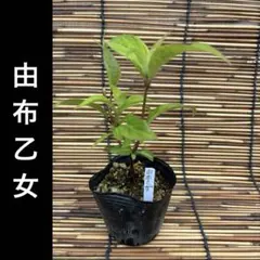 ポットごとヤマト便346】ヤマアジサイ 幼苗 四万十旅情 - メルカリ