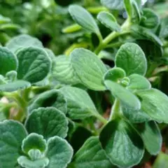 アロマティカス　抜き苗　3本セット