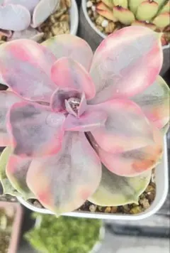 70#観葉植物ア工オニウム錦❤️レッド富士❤️青花瓷❤️1大頭5小頭