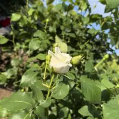 ゆずりん様　専用ページ