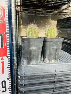 2025年最新】弁慶柱の人気アイテム - メルカリ