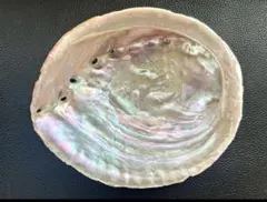 伊勢志摩産 アワビ貝殻 天然あわび 磨き アバロンシェル 特大 No51