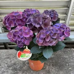 jumbojulie様専用 紫陽花 アジサイ レッドパッション リベロ 2鉢