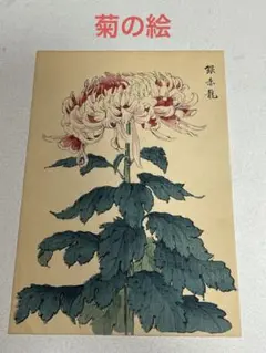菊の絵　版画？　品種名　東鹿子 菊の絵 版画？ 品種名 東鹿子 - メルカリ