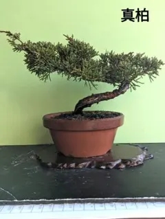 2026年最新】小品盆栽真柏の人気アイテム - メルカリ