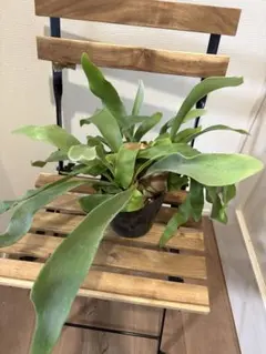 ポリポジウム ブルースター〈板付〉【インテリアグリーン・着生植物