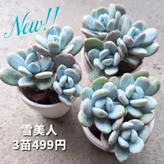 ニコル様 リクエスト 2点 まとめ商品