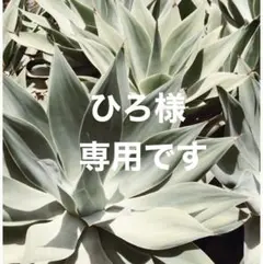 ひろ様専用です