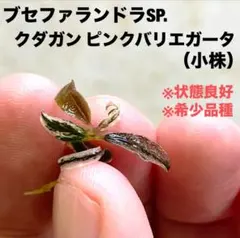 ◇特◇ブセファランドラSP.クダガンピンクバリエガータ（限定） #ブセ