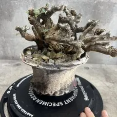 2025年最新】サルコカウロン ムルチフィズムの人気アイテム