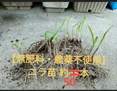 【5年以上 無肥料・農薬不使用】ニラ苗 約50本 根付き 自然農法 家庭菜園