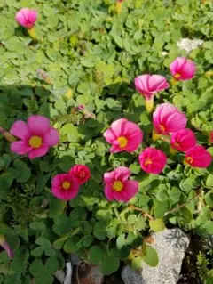 tokoちゃん様 リクエスト 3点 まとめ商品