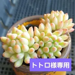 トトロ様 リクエスト 4点 まとめ商品