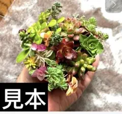 Hanako(*^。^*)即購入可様専用　セダム　詰め合わせカットセット