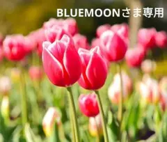 BLUEMOONさま専用ページです。