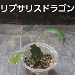 やちゅ♪はなこ様 リクエスト 2点 まとめ商品